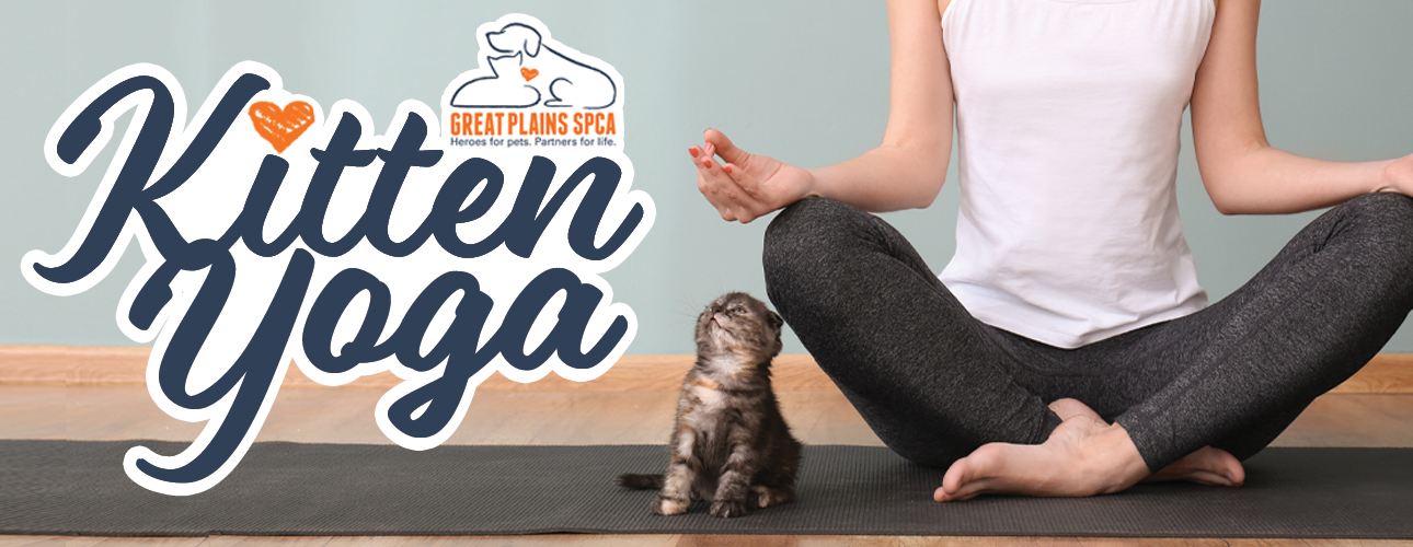 Kitten Yoga